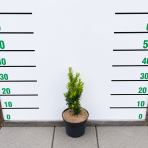 Tis prostredný (Taxus Media) ‘DENSIFORMIS’ - výška  20-30 cm, kont. C2L
